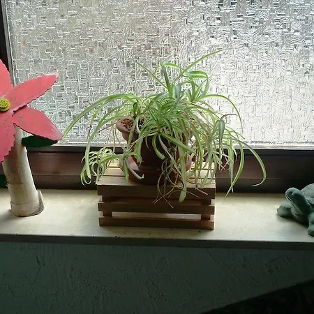 Hirsch Mit Cafe Kloesterle Enzklösterle