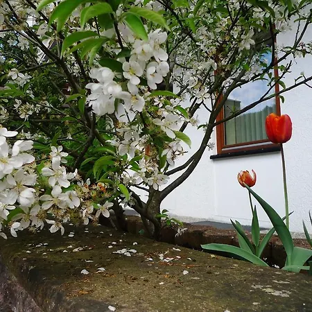 Hirsch Mit Cafe Kloesterle 3* Enzklösterle