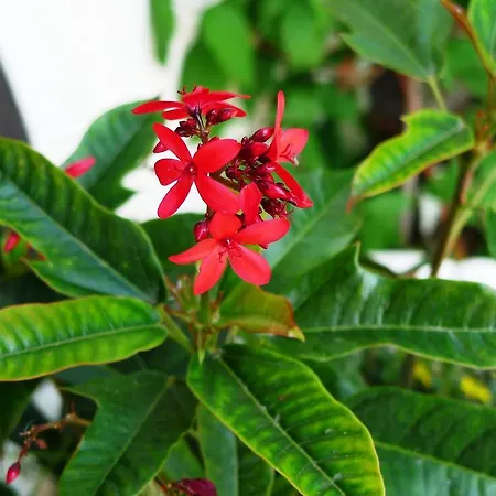 Hirsch Mit Cafe Kloesterle