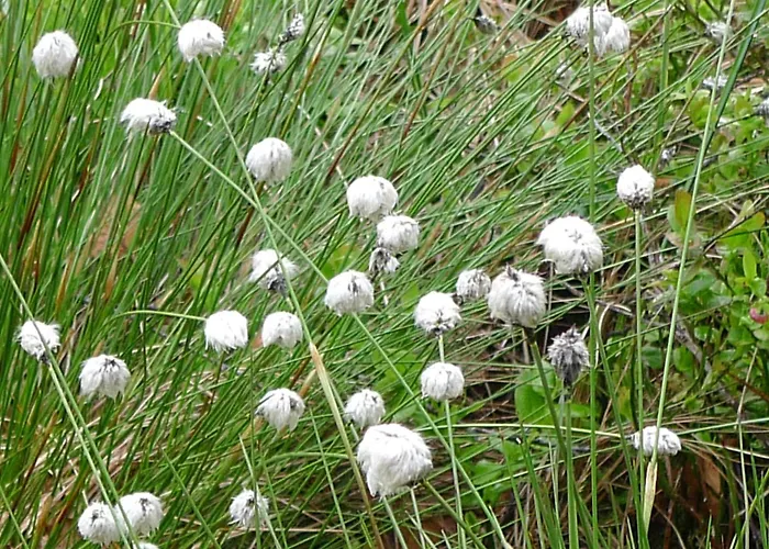 Hirsch Mit Cafe Kloesterle Hotell