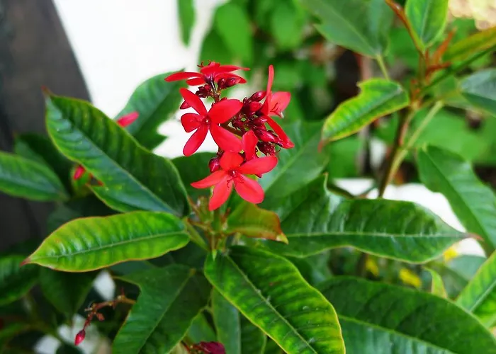 Hirsch Mit Cafe Kloesterle