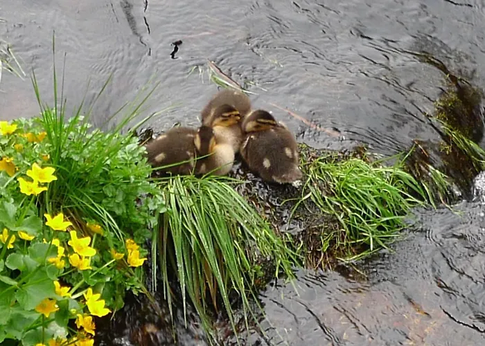 Hirsch Mit Cafe Kloesterle Enzklösterle